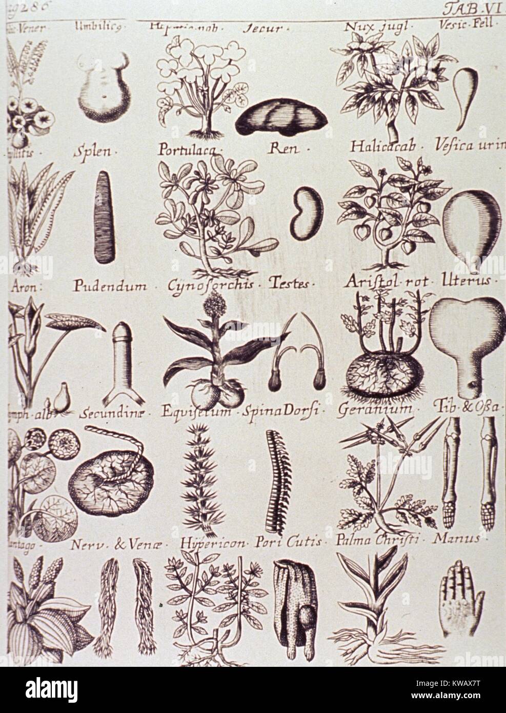 Illustrazione delle piante medicinali e il loro valore per le diverse parti del corpo umano, 1713. La cortesia Libreria Nazionale di Medicina. Foto Stock