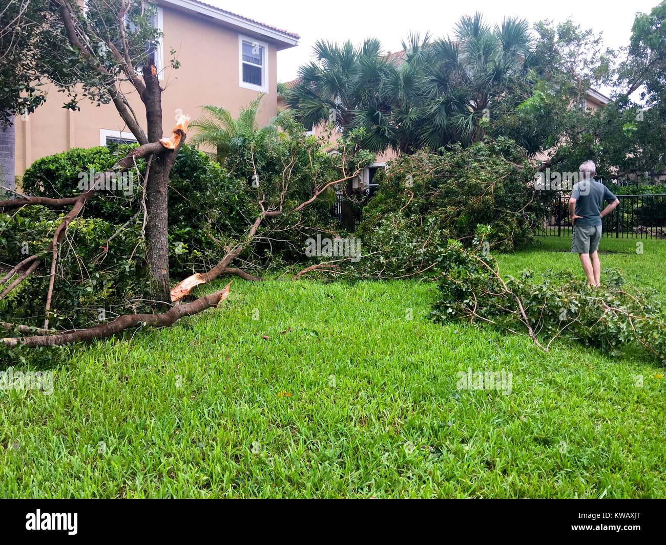 Un uomo che indossa pantaloni corti e una maglietta polo, visto da dietro, sta con le mani sui suoi fianchi nel cortile della sua casa suburbana a West Palm Beach, Florida e guarda a diversi alberi abbattuti dopo il passaggio dell uragano Matteo, 7 ottobre 2016. Foto Stock