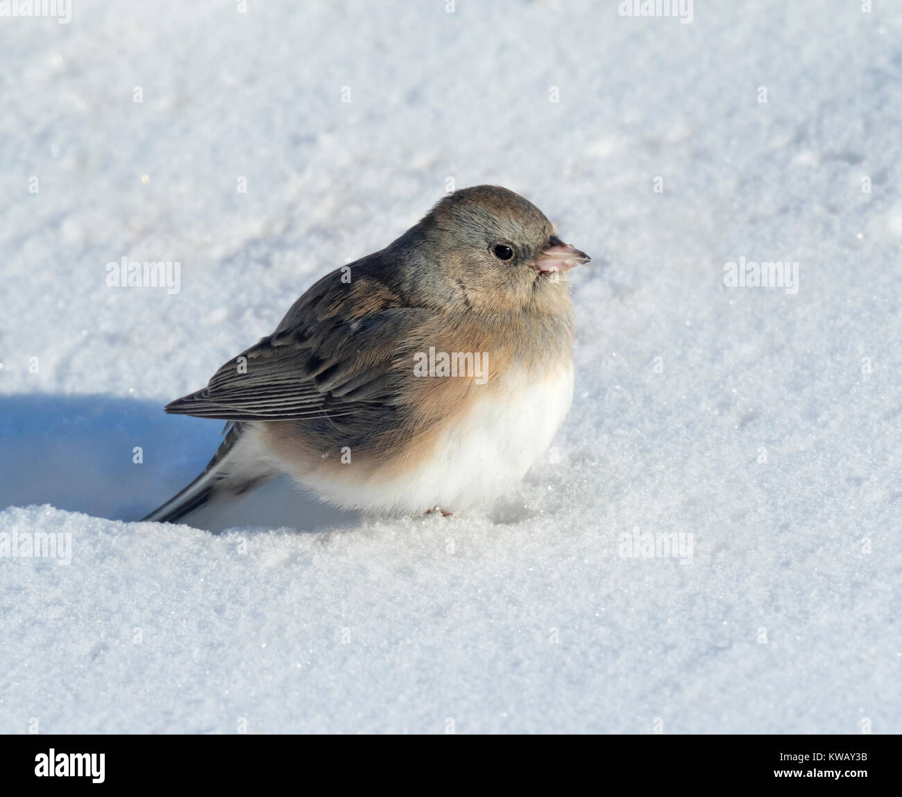 Dark-eyed Junco (Junco hyemalis) sulla neve, Ames, Iowa, USA. Foto Stock