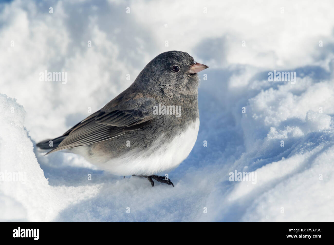 Dark-eyed Junco (Junco hyemalis) sulla neve, Ames, Iowa, USA. Foto Stock