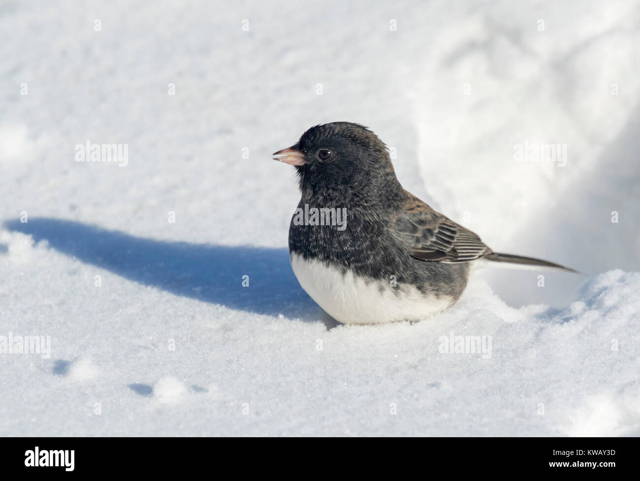 Dark-eyed Junco (Junco hyemalis) sulla neve, Ames, Iowa, USA. Foto Stock
