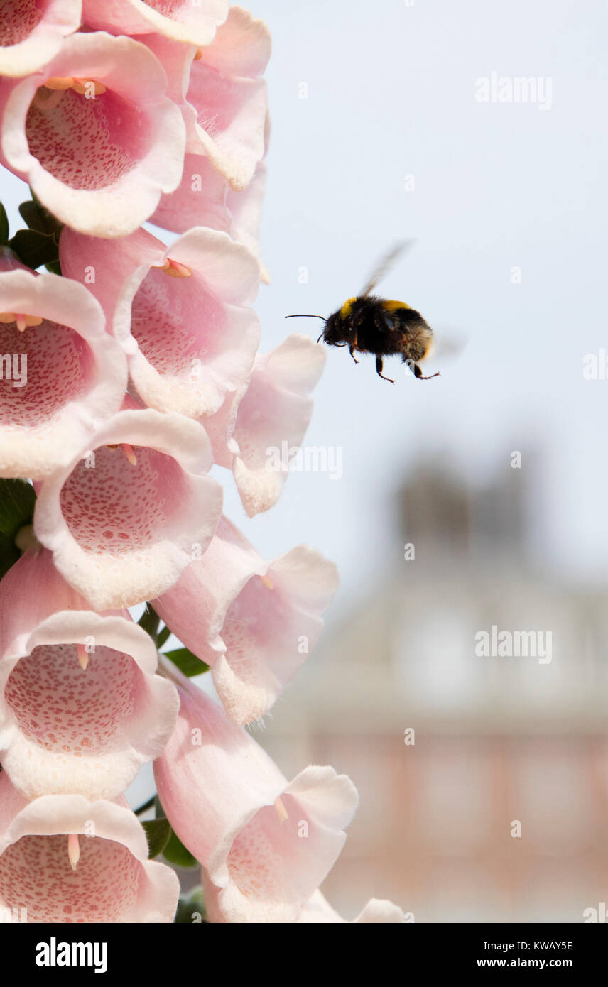 Digitalis purpurea 'Sutton di Albicocche", Foxglove essendo impollinata da un'ape Foto Stock