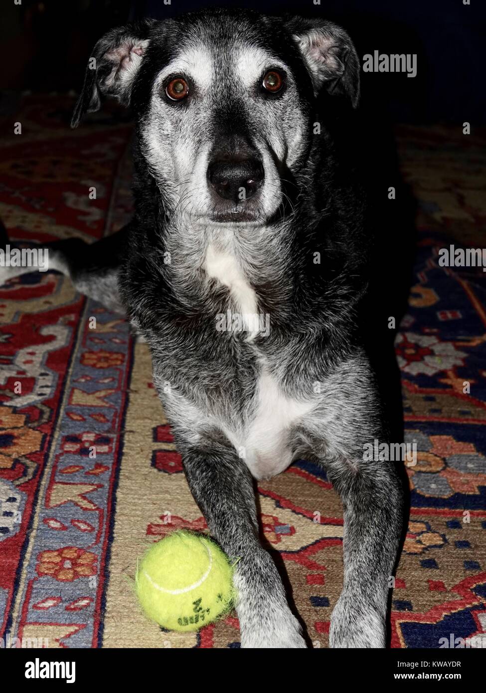 Luminoso, allerta, cane anziano accovacciato su tappeto colorato con palla da tennis. Labrador Retriever di razza mista e puntatore, nero con grigio, guardando la fotocamera. Foto Stock