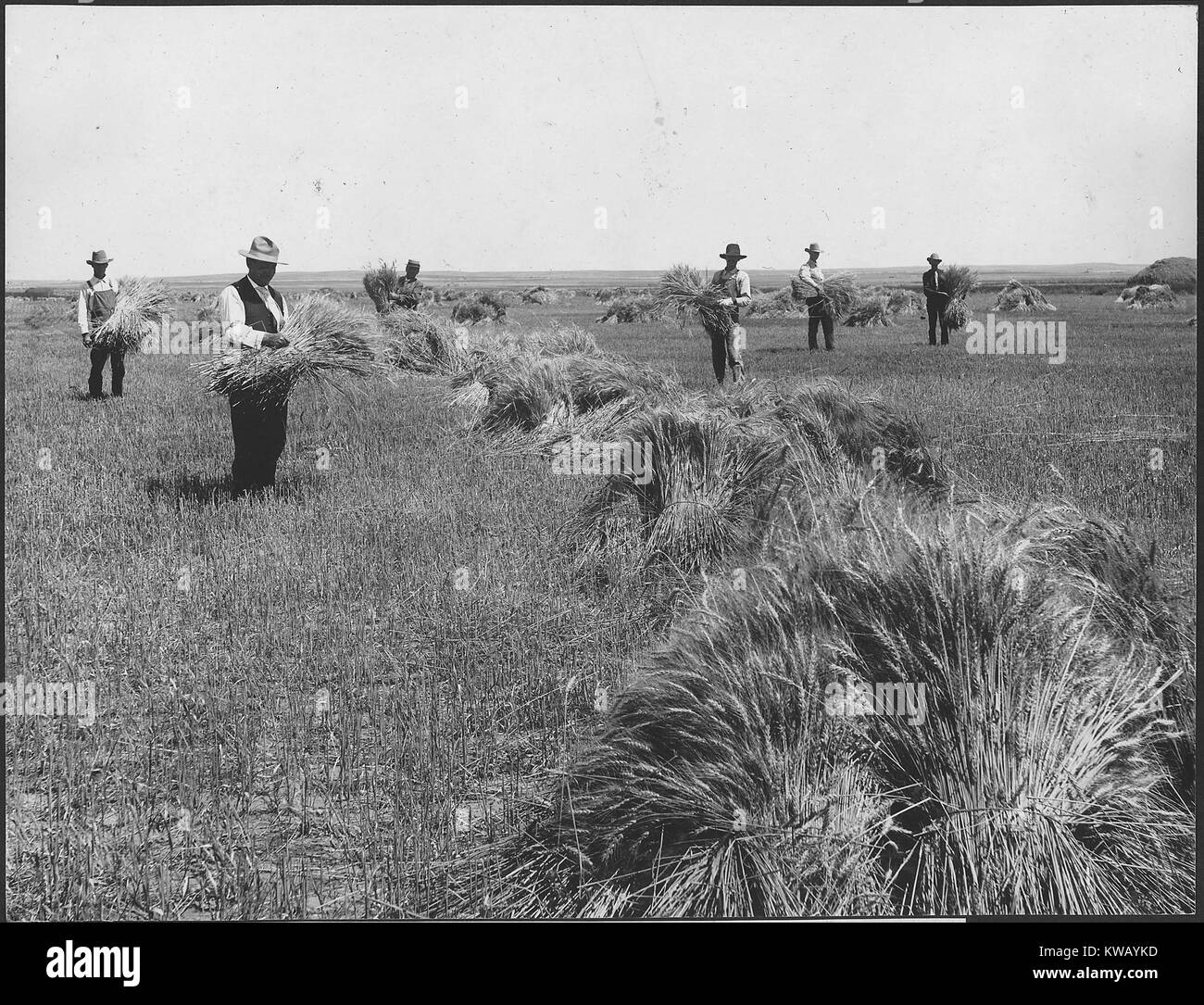 Lavoratori di grano raccolto dai campi sulla Dutch appartamenti vicino a Mitchell, Nebraska, 1910. Foto Stock