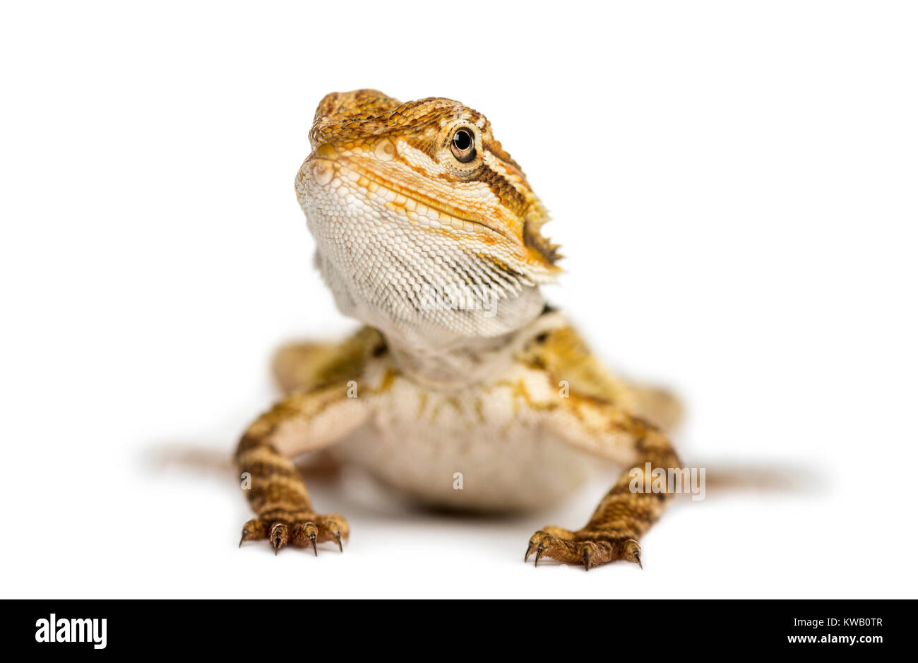 Vista frontale di un drago barbuto, Pogona vitticeps, isolati su bianco Foto Stock