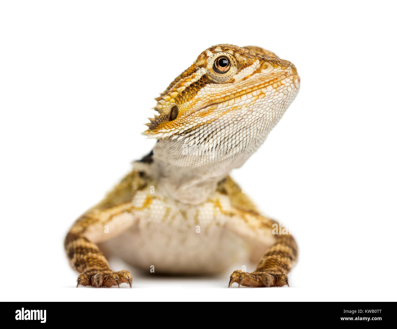 Vista frontale di un drago barbuto, Pogona vitticeps, isolati su bianco Foto Stock