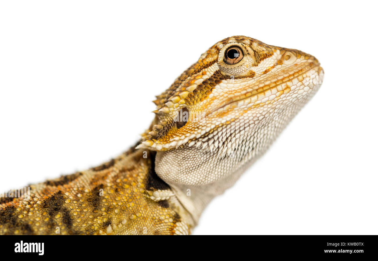 Close-up di un barbuto Dragon's profilo, Pogona vitticeps, isolati su bianco Foto Stock