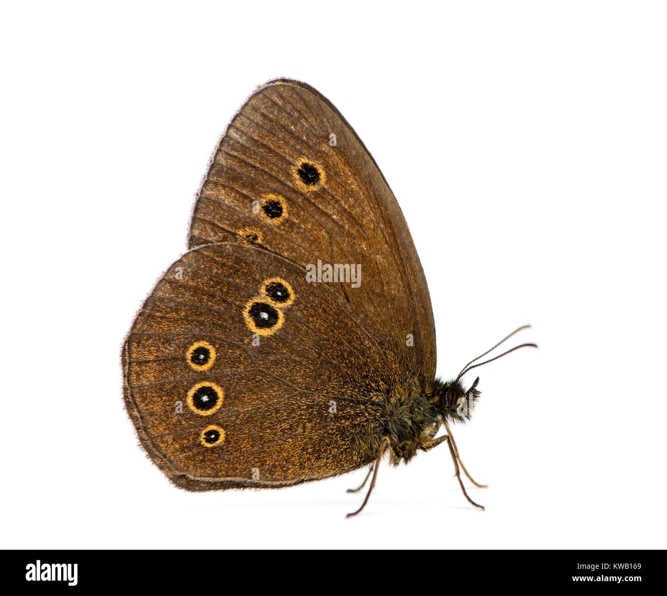 Ringlet, Aphantopus hyperantus davanti a uno sfondo bianco Foto Stock