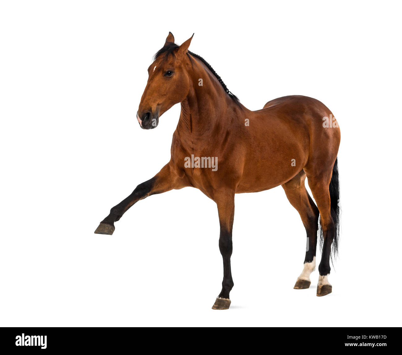 Cavallo andaluso con una gamba in alto Foto Stock