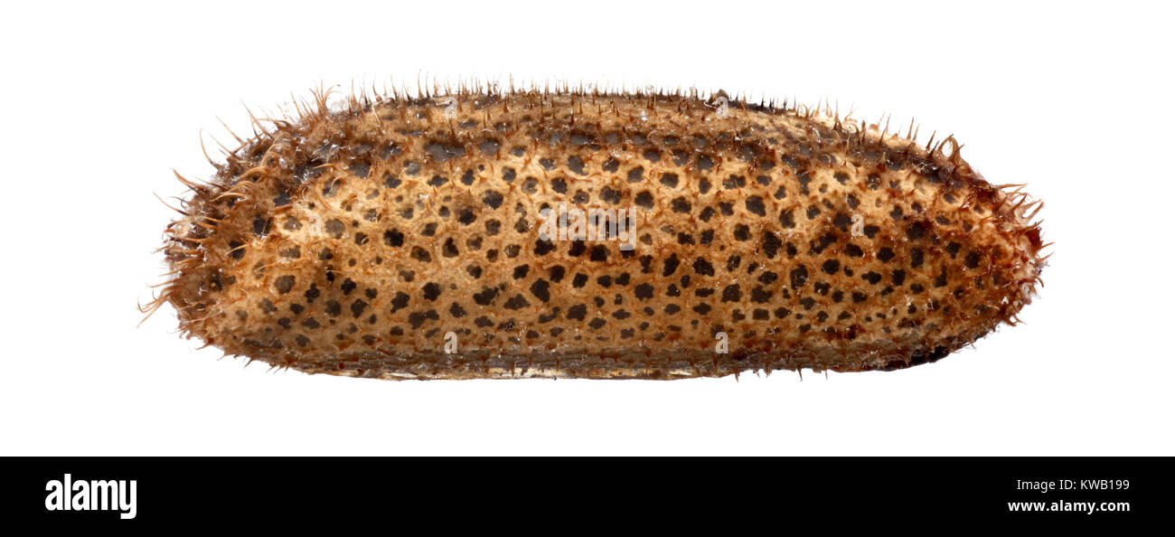 Uovo di stick insetto - Sipyloidea biplagiata 4,9 mm Foto Stock