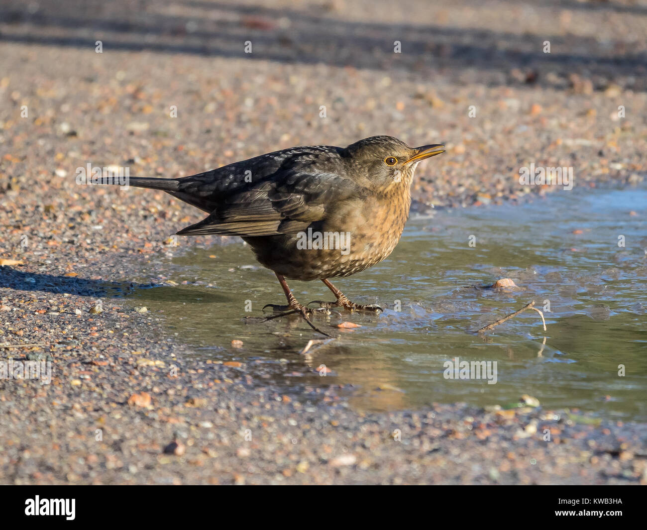 Merlo comune(Turdus Merula) sulla pozza congelati Foto Stock