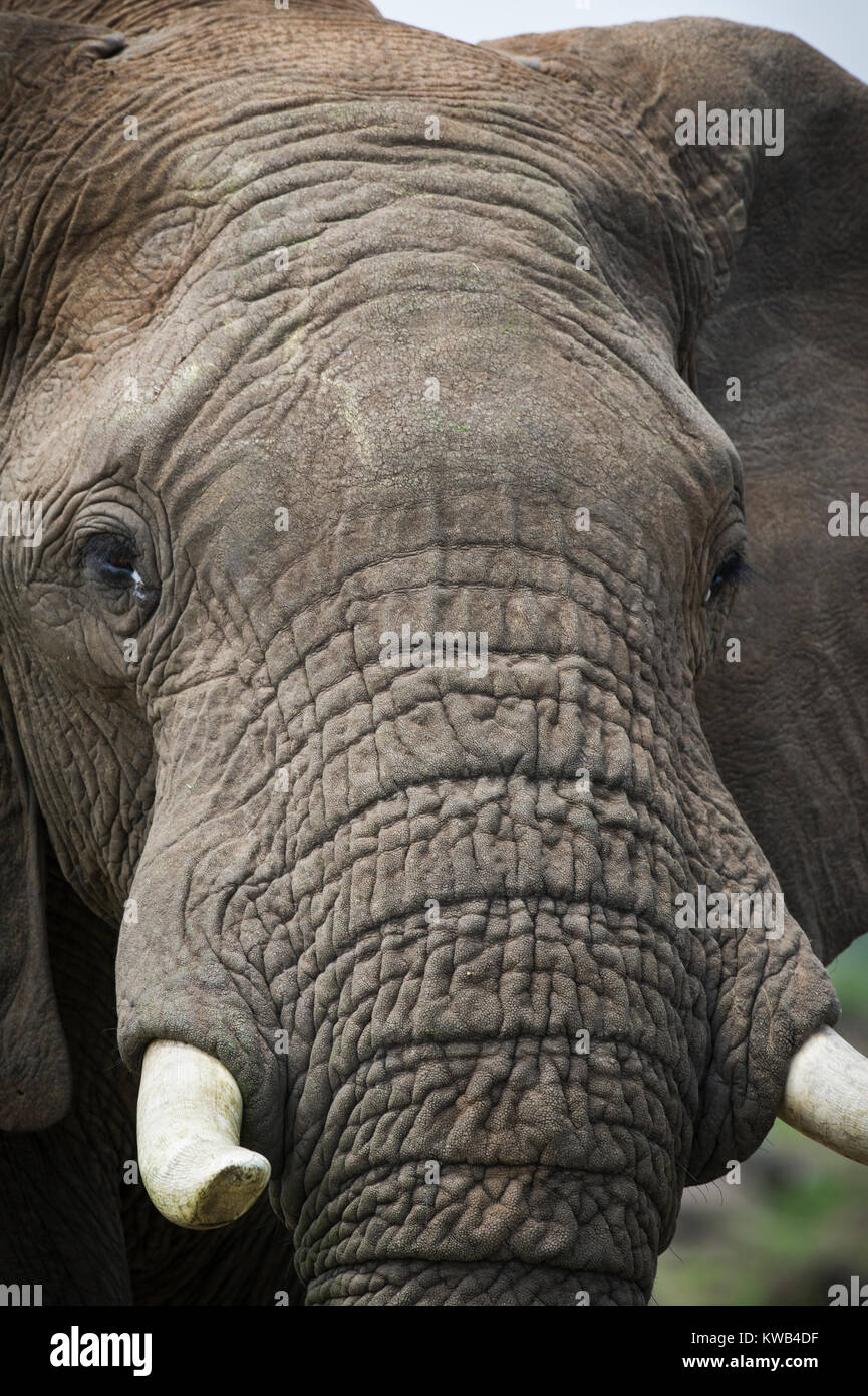 African Bull Elephant Foto Stock