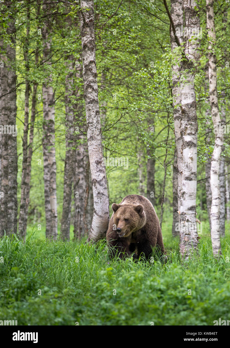 Eurasian orso bruno, Finlandia Foto Stock
