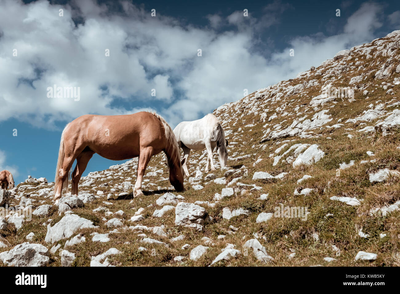 Due cavalli pascolano sul pendio di montagna Foto Stock