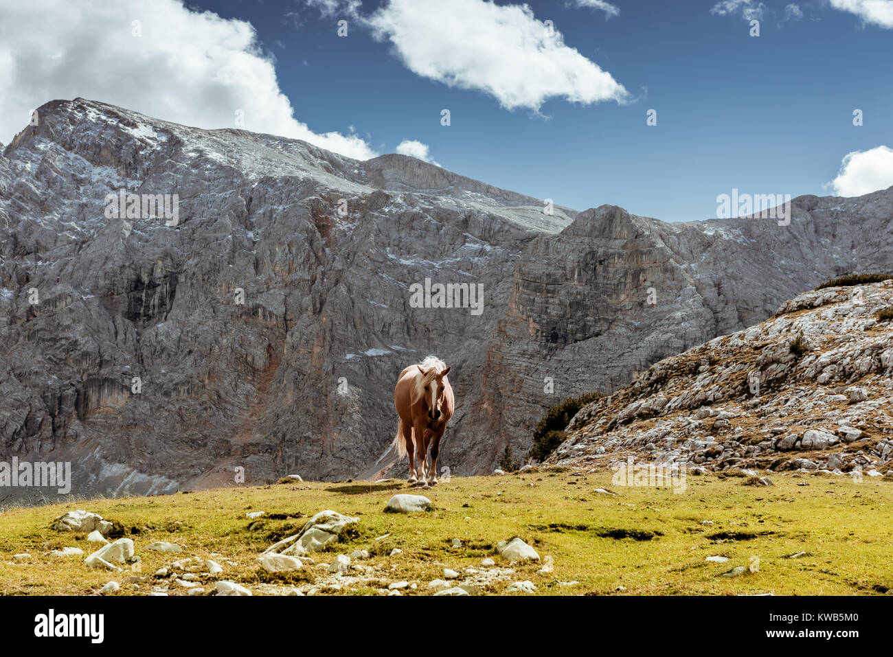 Un cavallo al pascolo sul pendio di montagna Foto Stock