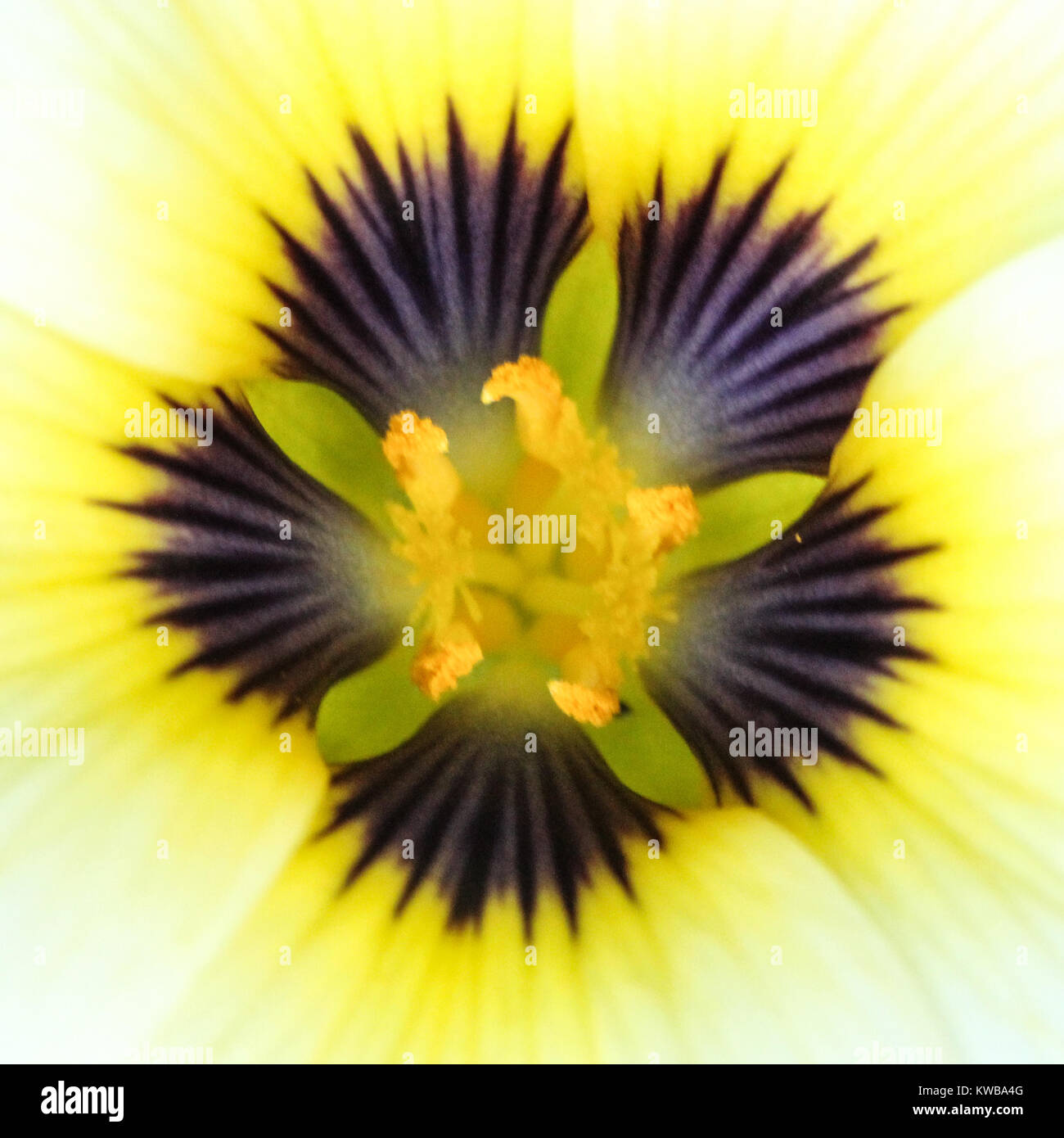 Close up di Turnera subulata fiore che mostra parte del giallo, viola e petali di colore blu e giallo e arancione stami con il polline Foto Stock