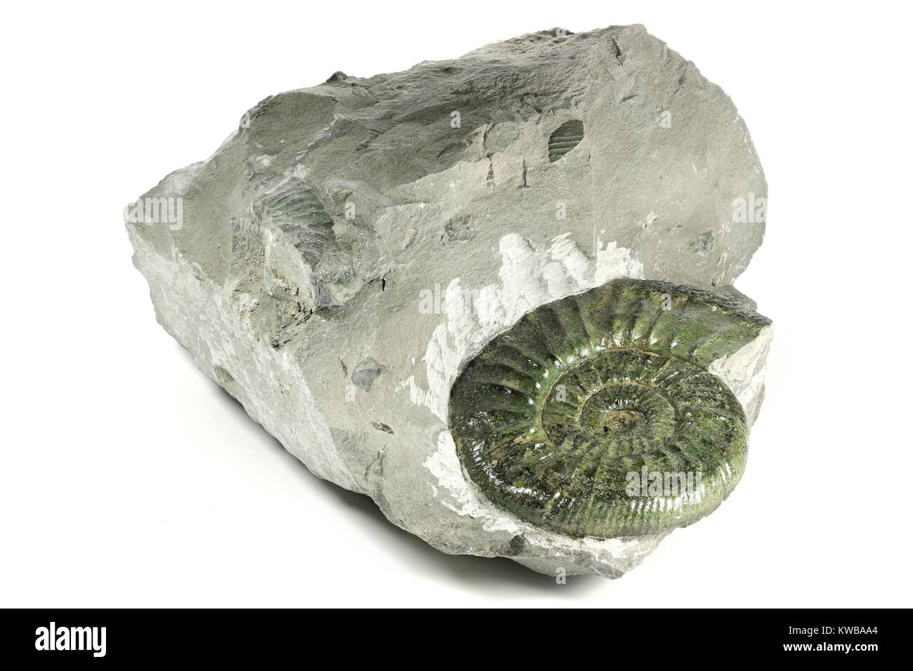 Fossile proinconditus Orthosphinctes ammonita dal Palatinato Superiore, Germania isolati su sfondo bianco Foto Stock