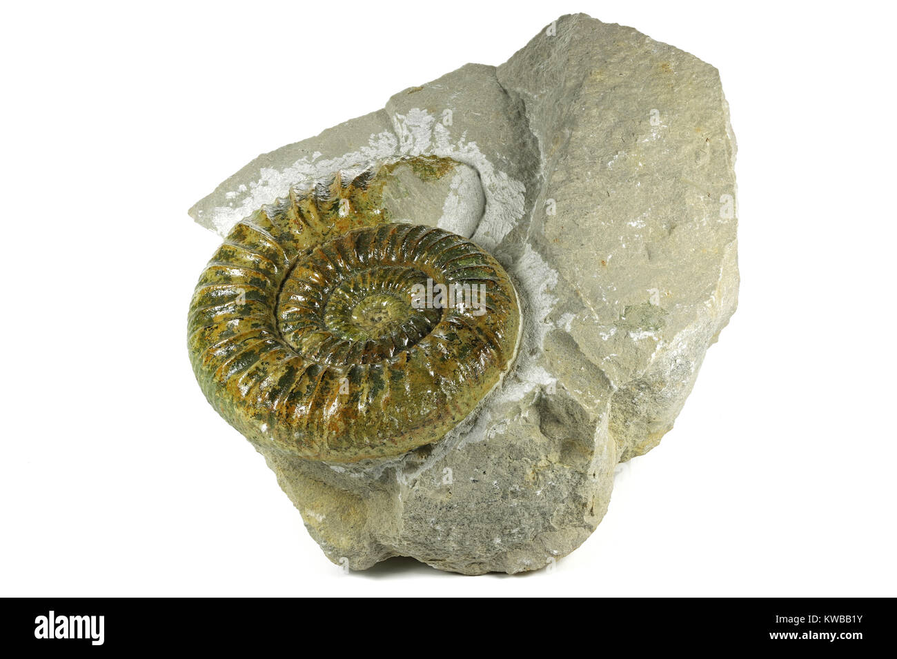 Fossile genuinum Ataxioceras ammonita dal Palatinato Superiore, Germania isolati su sfondo bianco Foto Stock