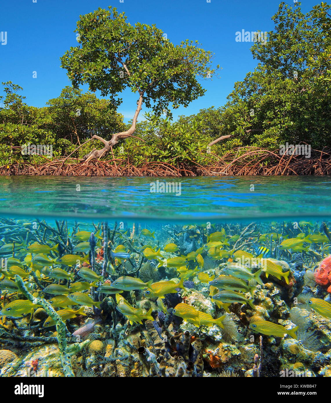 Immagine sdoppiata al di sopra e al di sotto della superficie dell'acqua con le mangrovie e una secca di pesce tropicale con spugne subacquea, il mare dei Caraibi, Panama Foto Stock