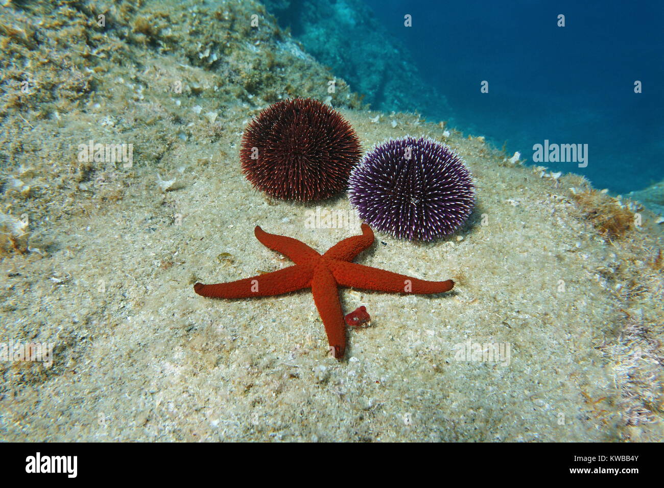 Un rosso mediterraneo stella di mare con due ricci di mare underwater su una roccia, in Spagna, in Costa Brava Catalogna, Cap de Creus Foto Stock