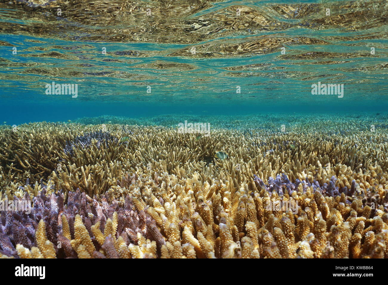 Oceano Pacifico, sano Coral reef sott'acqua vicino alla superficie dell'acqua, Acropora staghorn coralli nella laguna di Grande Terre Island in Nuova Caledonia Foto Stock