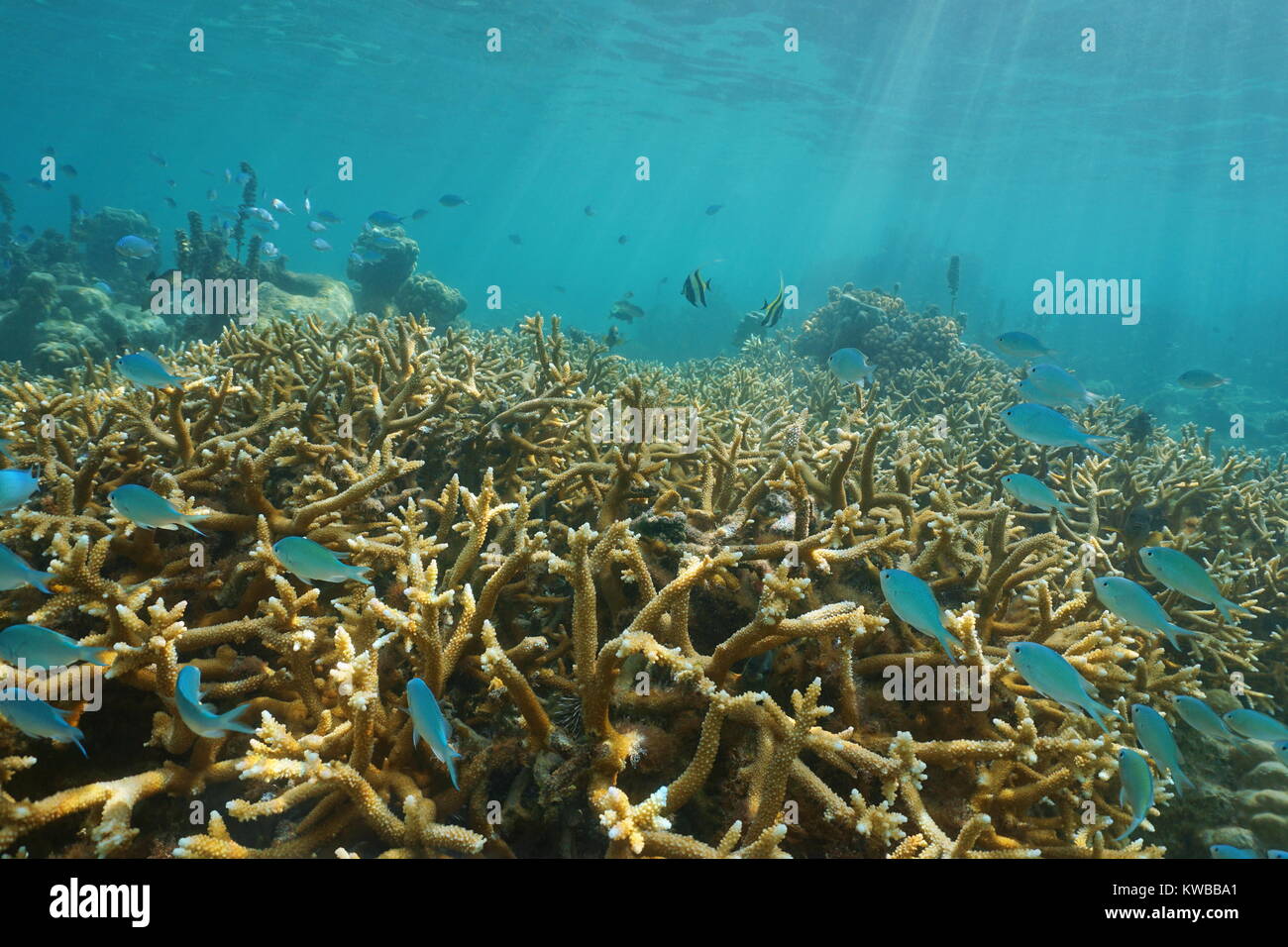 Underwater Coral reef con pesce tropicale nella laguna di Tahiti, Punaauia, oceano pacifico del sud, Polinesia francese, Oceania Foto Stock