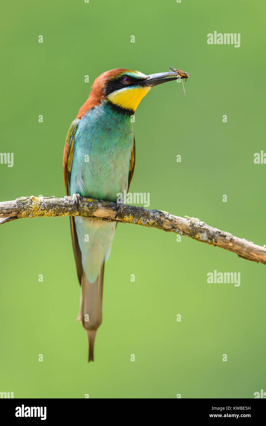 Unione gruccione, un piccolo uccello della famiglia di coraciformes Foto Stock