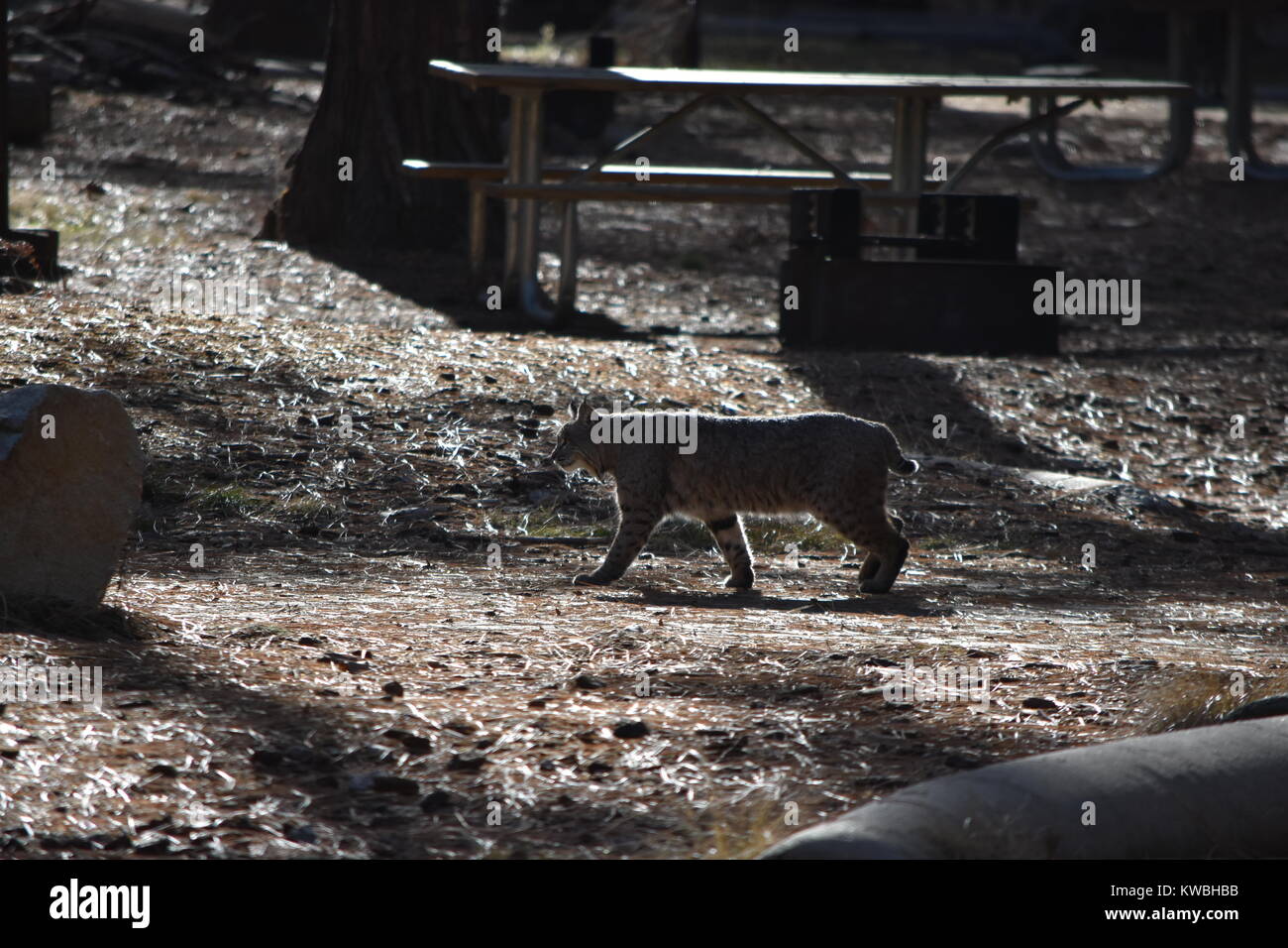 Un bobcat a godersi il sole e una passeggiata intorno al campo. Abbassare i pini campeggio, Yosemite, CA. Foto Stock