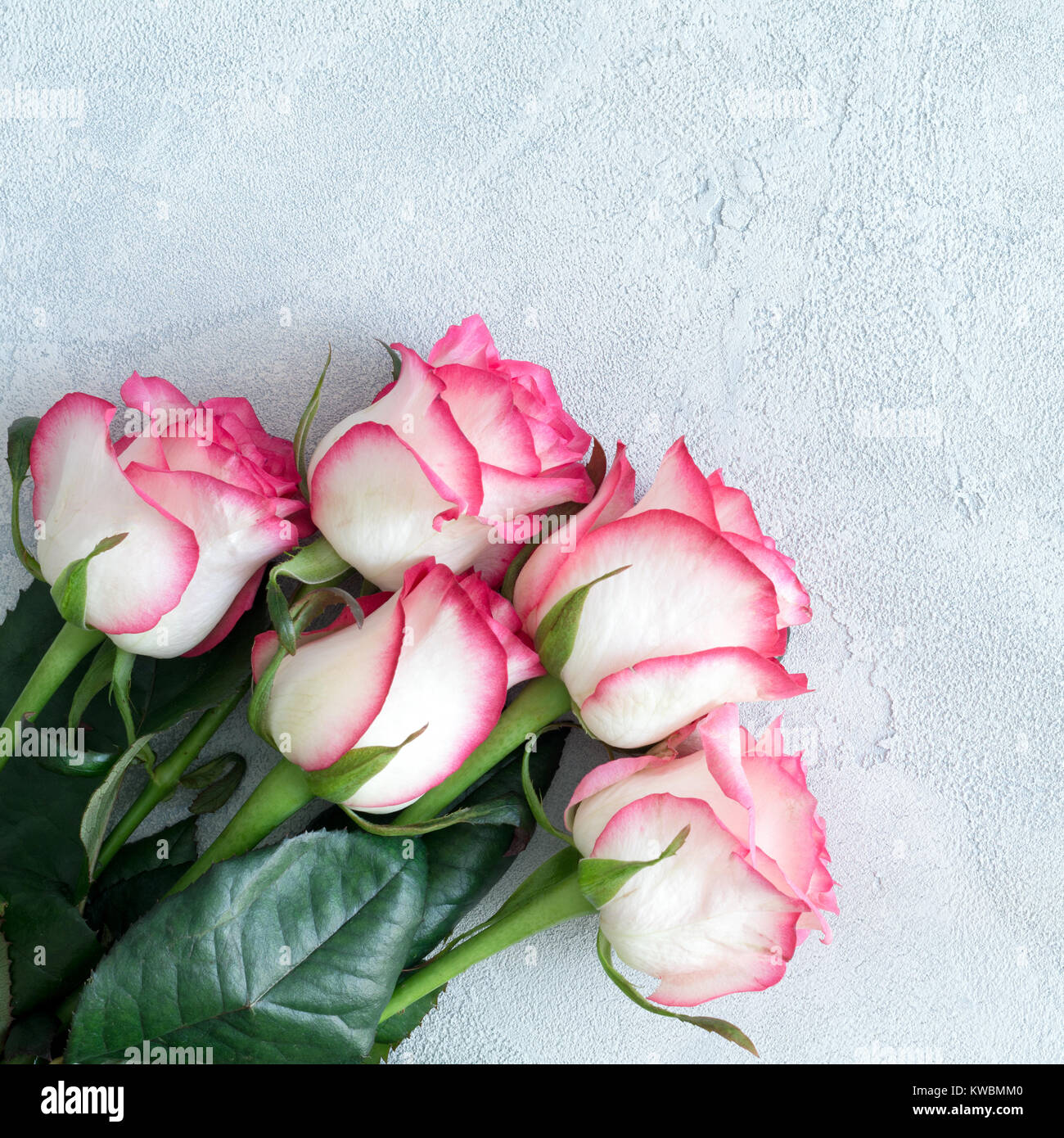 Rosa bouquet di rose sul blu luminoso sullo sfondo di calcestruzzo. Square crop. La festa della mamma, San Valentino o il giorno della donna idea regalo Foto Stock