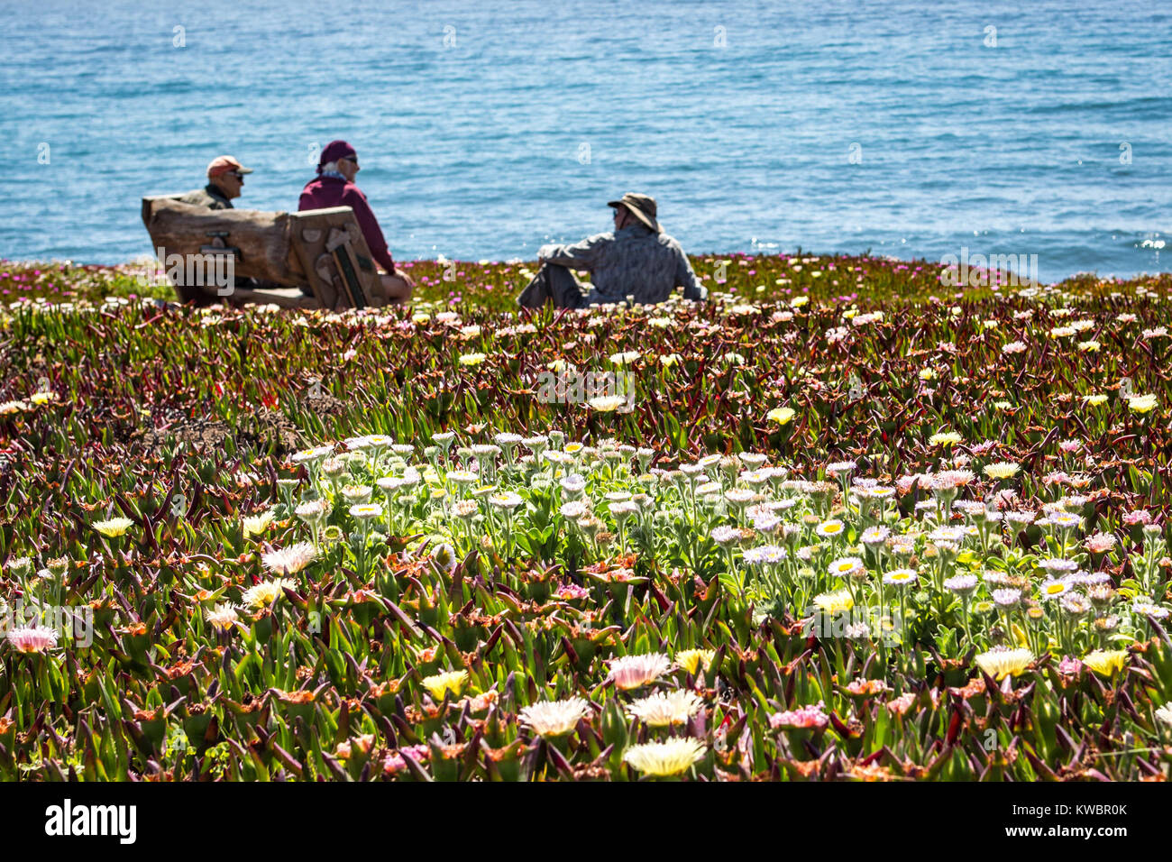 Cambria primavera fioriscono Foto Stock