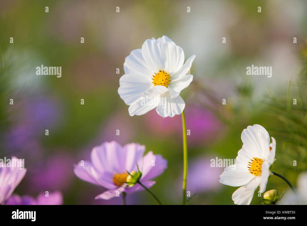 Blühende Sommerblumen Foto Stock