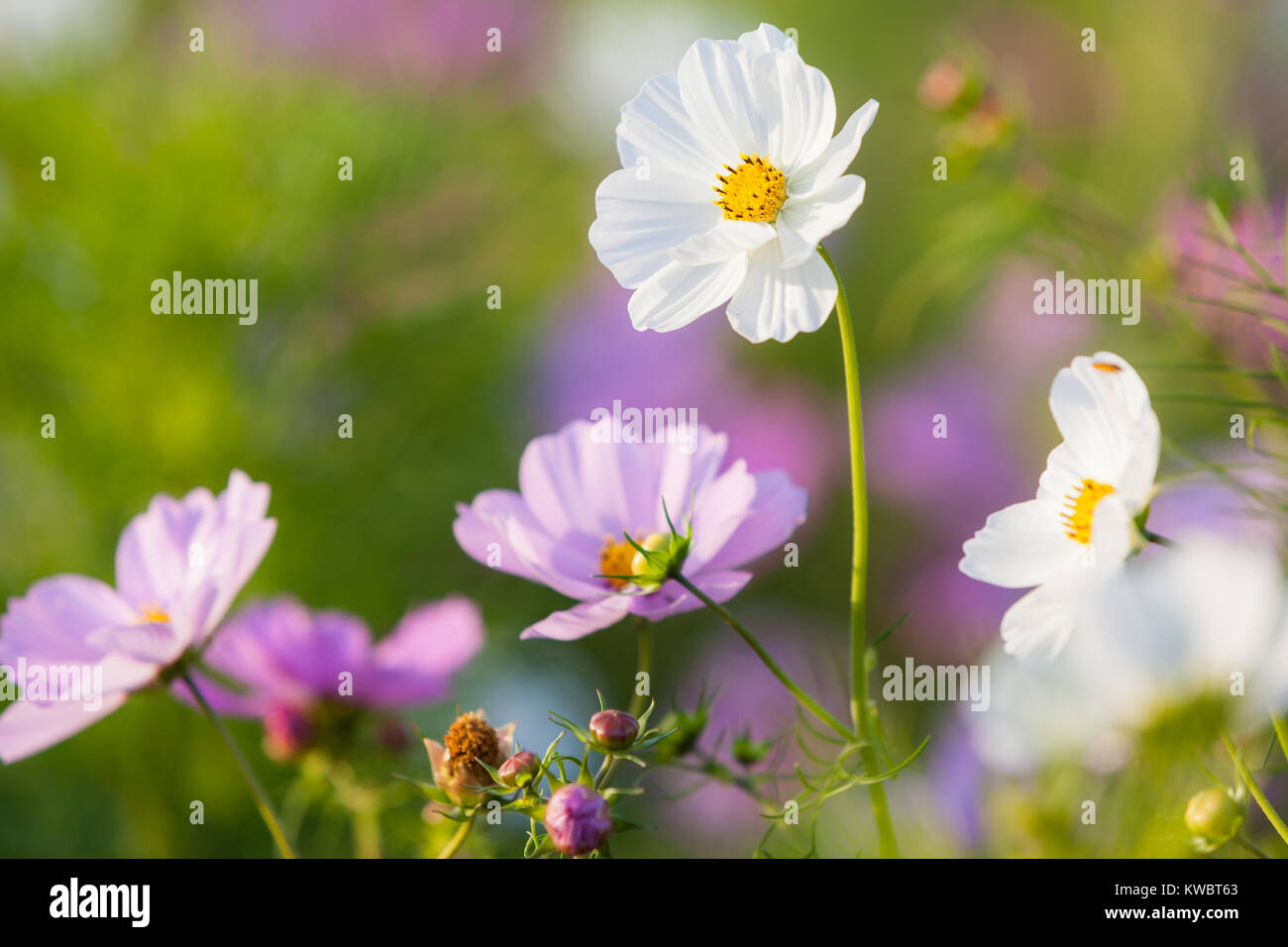 Blühende Sommerblumen Foto Stock