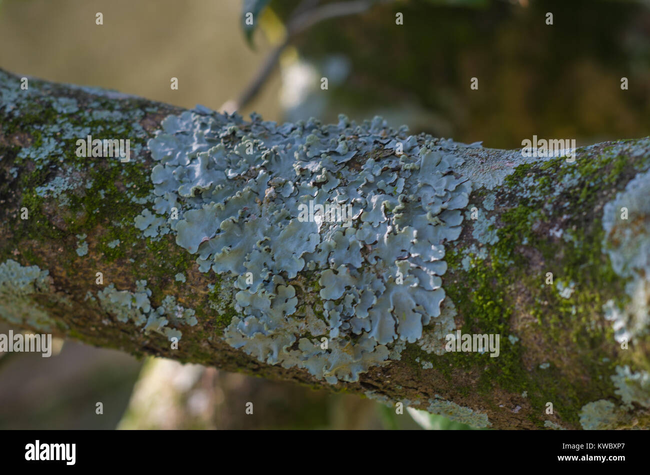 Il Lichen limes sull arto. Foto Stock