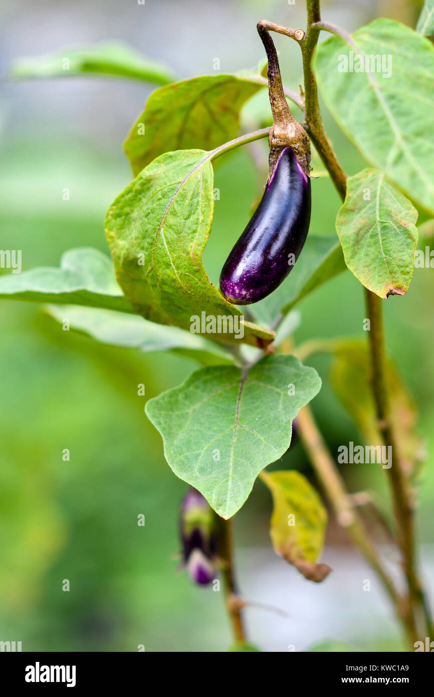 Brinjal, melanzana, melanzana Foto Stock