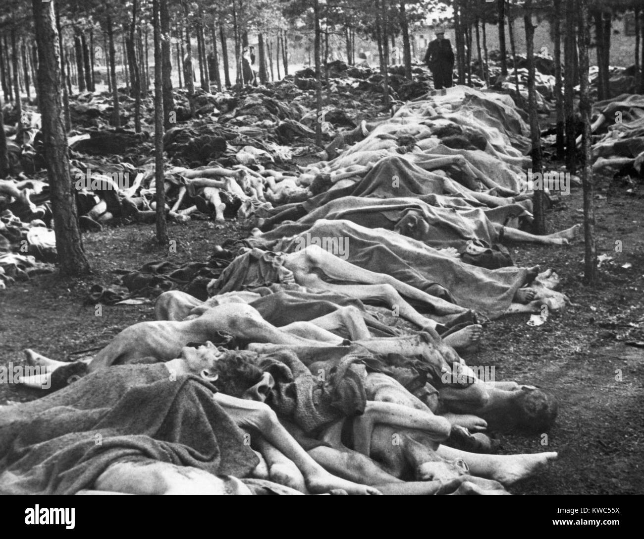 File di corpi a Nazi-German Belsen Campo di Concentramento il 15 aprile 1945. Essi erano tra le migliaia di cadaveri che i laici unburied sui motivi di camp quando il campo è stato liberato dalla British Army, Guerra Mondiale 2 (BSLOC 2015 13 7) Foto Stock