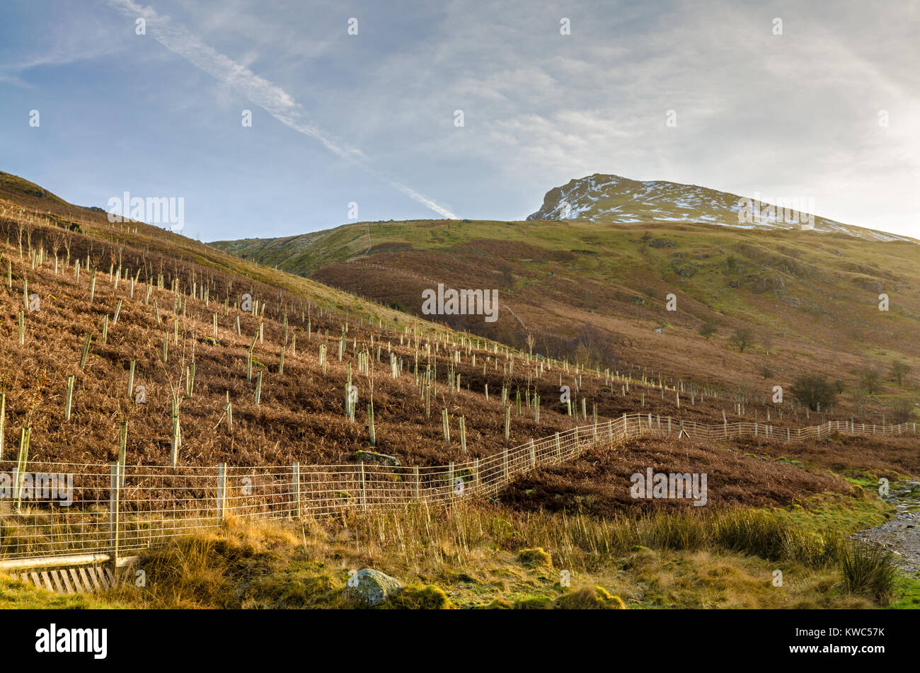 Giovani alberi piantati nel percorso di Helvellyn nel Lake District inglese Foto Stock