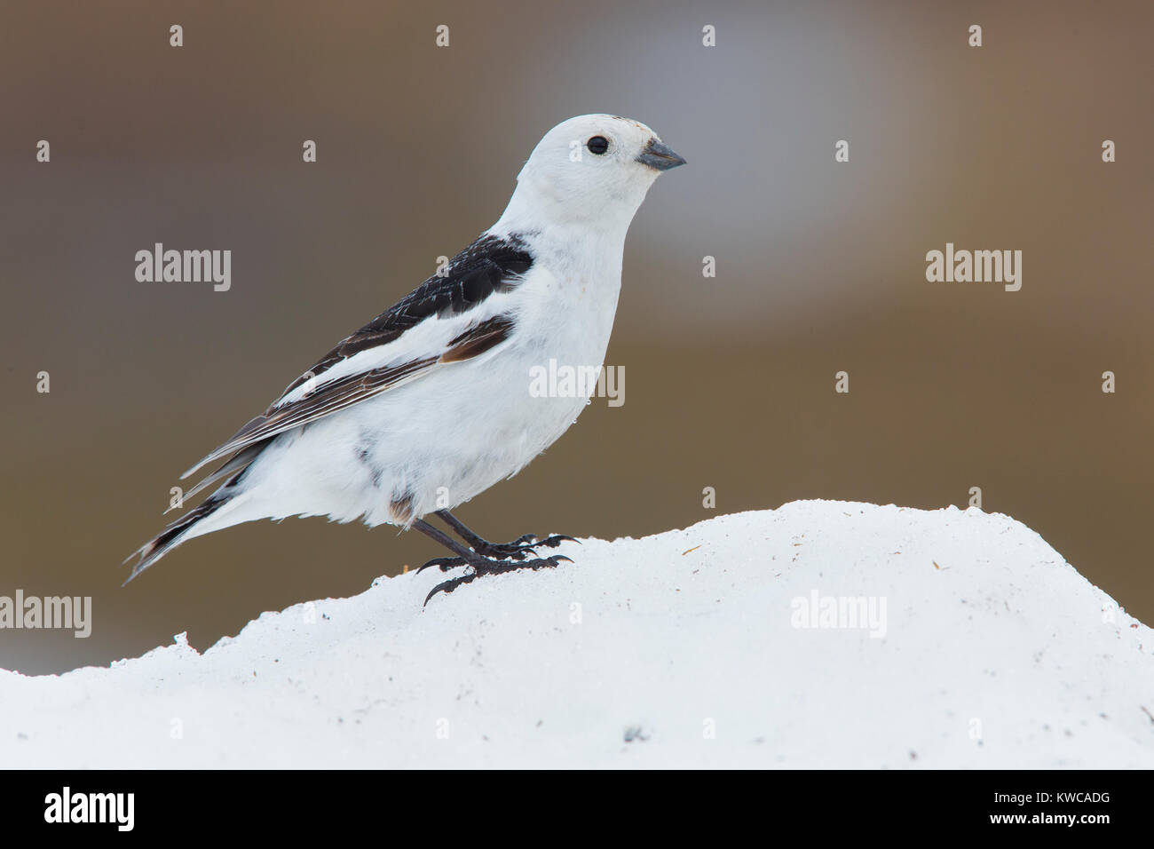 Snow Bunting (Plectrophenax nivalis), adulto in piedi sulla neve Foto Stock