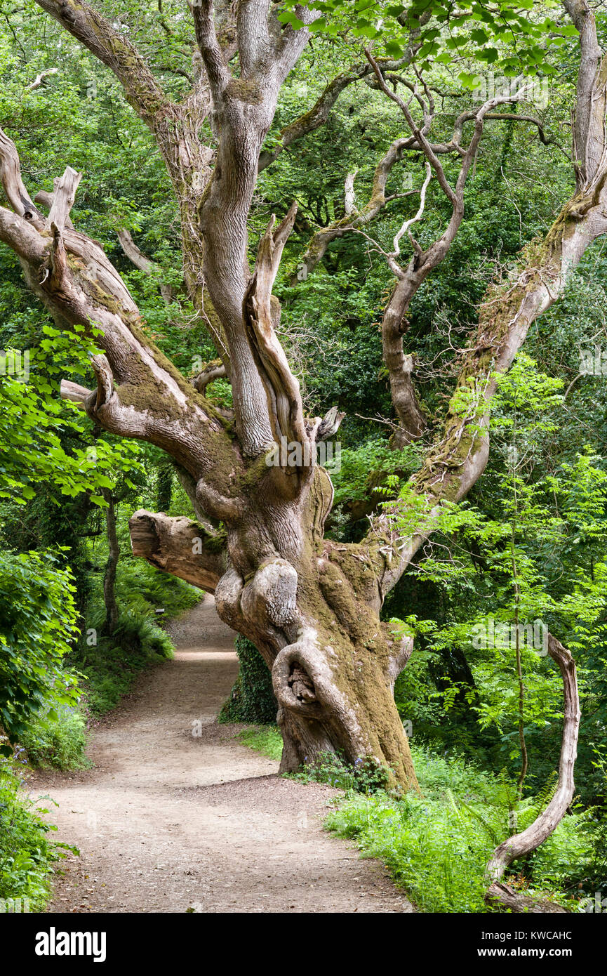 Il Lost Gardens of Heligan, Cornwall, Regno Unito. Una forma strana vecchio albero su Georgian Ride, una delle passeggiate di bosco Foto Stock
