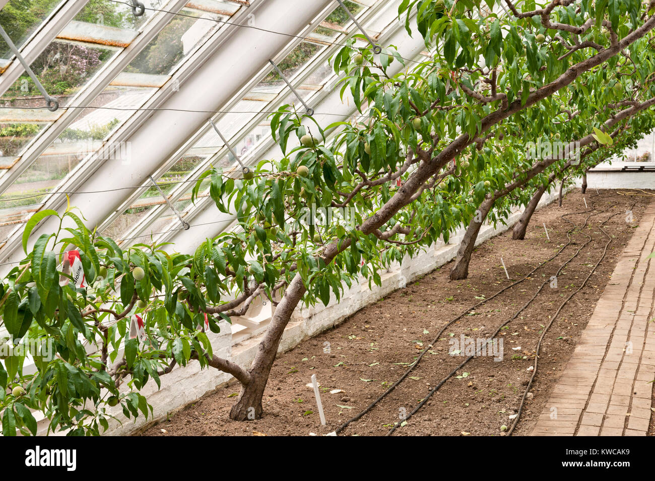 Il Lost Gardens of Heligan, Cornwall, Regno Unito. Peschi in crescita in uno dei vecchi serre Foto Stock