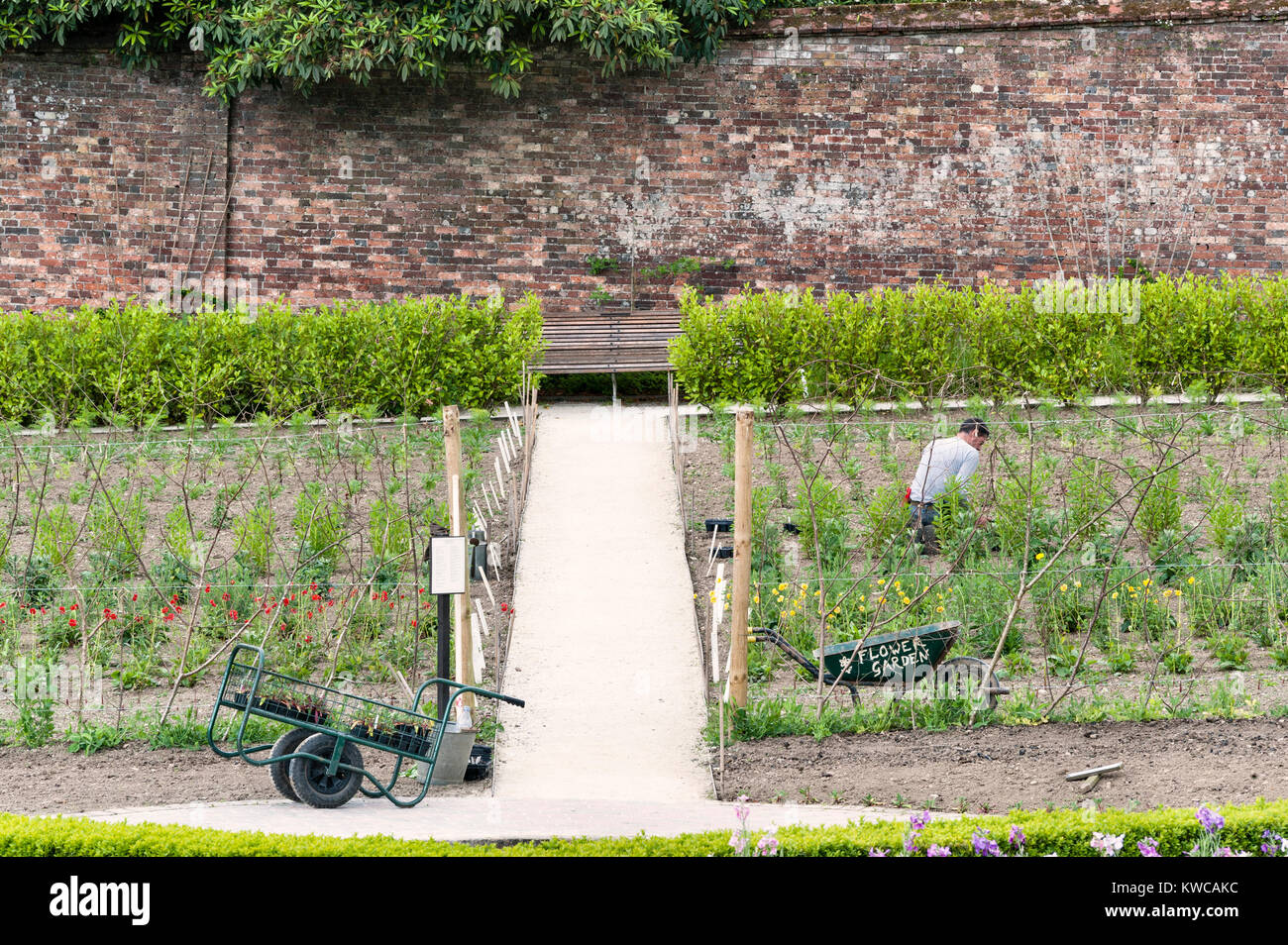 Il Lost Gardens of Heligan, Cornwall, Regno Unito. Un giardiniere al lavoro fra le verdure in cucina giardino Foto Stock