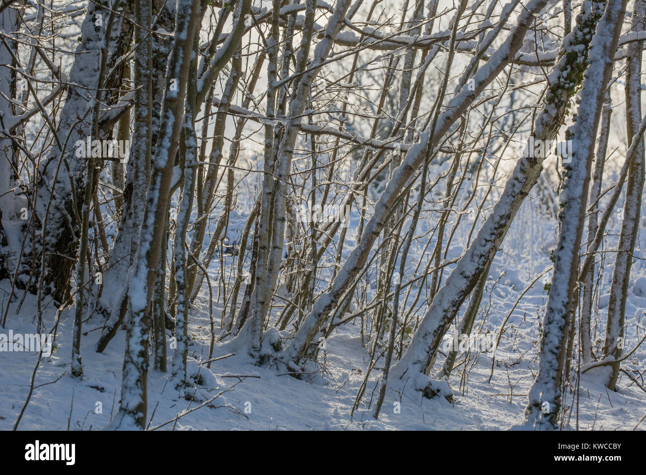 Coperta di neve Bosco in inverno retroilluminati da luce solare. Foto Stock