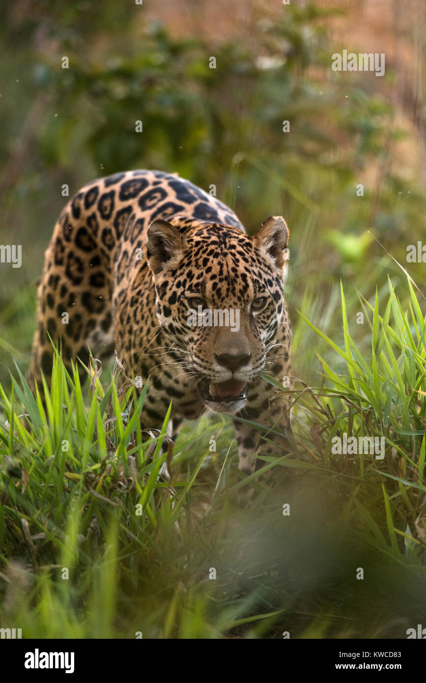 Una Jaguar dal Brasile centrale Foto Stock