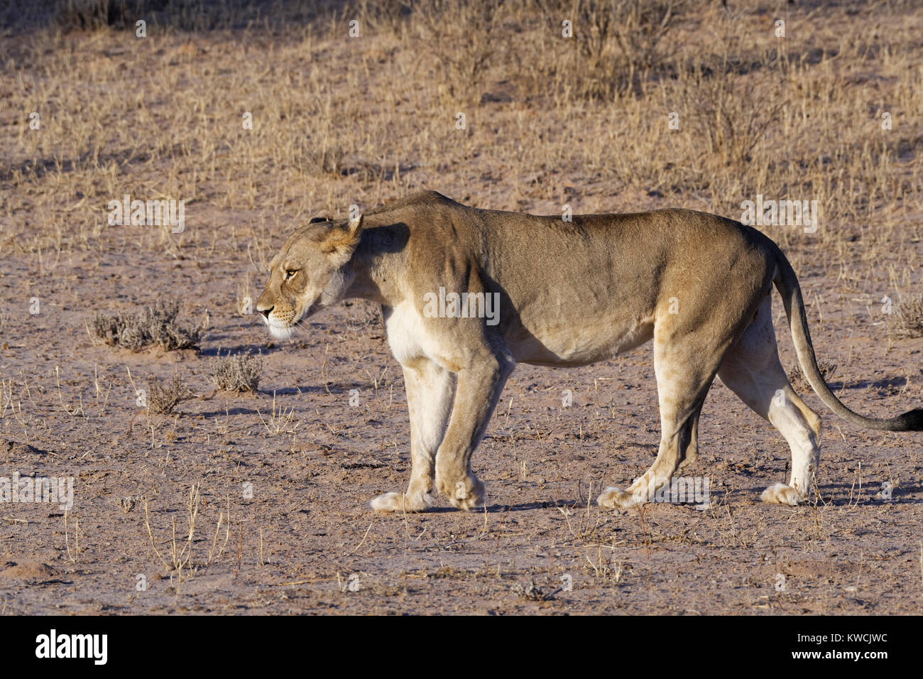 Leone africano (Panthera leo), leonessa a piedi, luce della sera, Kgalagadi Parco transfrontaliero, Northern Cape, Sud Africa e Africa Foto Stock