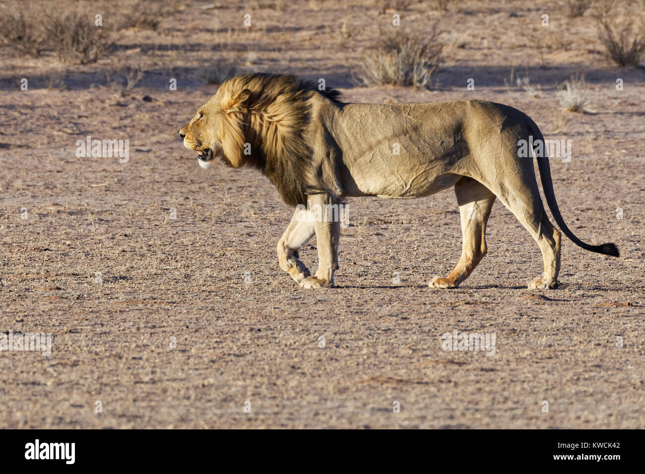 Leone africano (Panthera leo) passeggiate, luce della sera, Kgalagadi Parco transfrontaliero, Northern Cape, Sud Africa e Africa Foto Stock