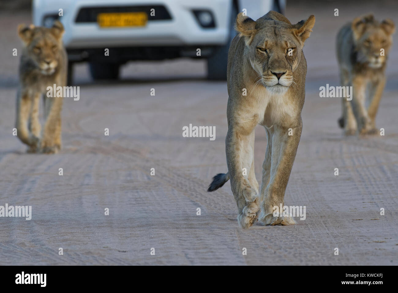 Leoni africani (Panthera leo), leonessa con due giovani maschi a camminare su una strada sterrata, Kgalagadi Parco transfrontaliero, Northern Cape, Sud Africa e Africa Foto Stock