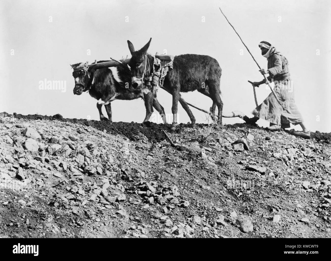 Fellah è la parola araba per plowman. In Palestina sotto l'impero ottomano, la maggior parte dei contadini arabi di proprietà di aziende agricole di piccole dimensioni o erano affittuari di grandi proprietari terrieri. Essi sono stati vulnerabili alla concorrenza da agricoltura meccanizzata, sollevamento del valore di terra di immigrazione ebraica (BSLOC 2017 1 209) Foto Stock