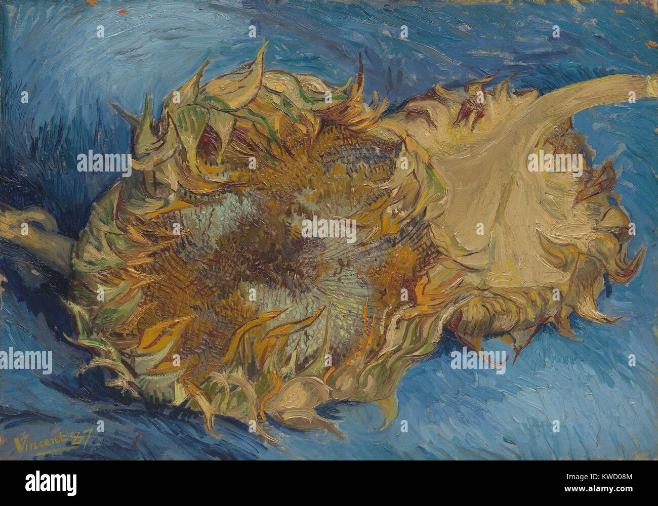 Girasoli di Vincent Van Gogh, 1887, olandese Post-Impressionist, olio su tela. Il forte contrasto di colori complementari, arancione e blu, viene amplificato da ritmici impasto l'applicazione di vernice (BSLOC 2017 5 38) Foto Stock
