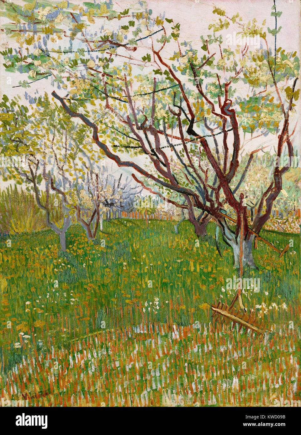 Il frutteto di fioritura di Vincent Van Gogh, 1888, olandese Post-Impressionist, olio su tela. I rami angolare degli alberi in primavera indica l'influenza delle stampe giapponesi (BSLOC 2017 5 53) Foto Stock