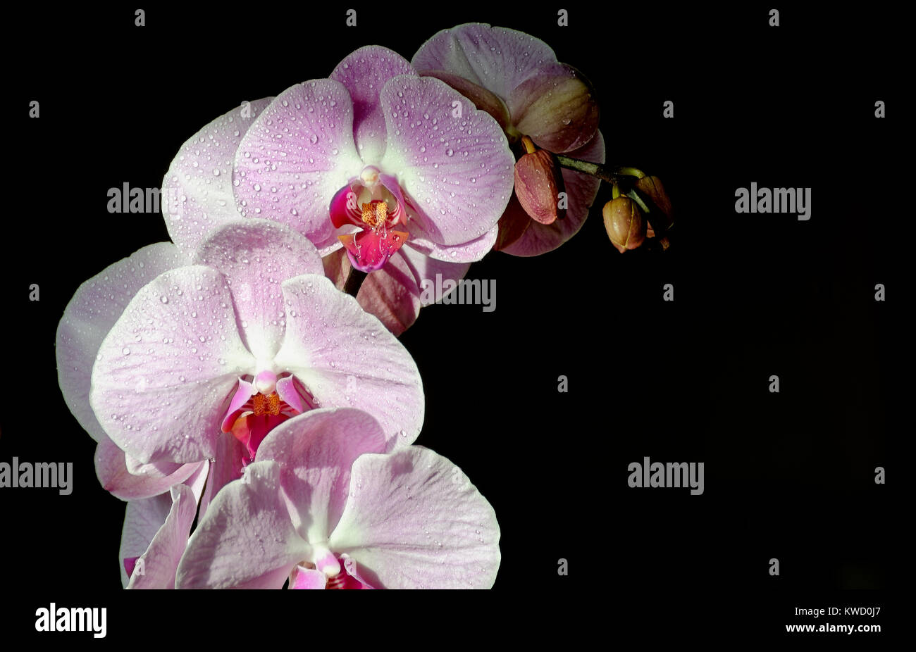 Tipo Phalenopsis Orchidea Ramo su sfondo scuro Foto Stock