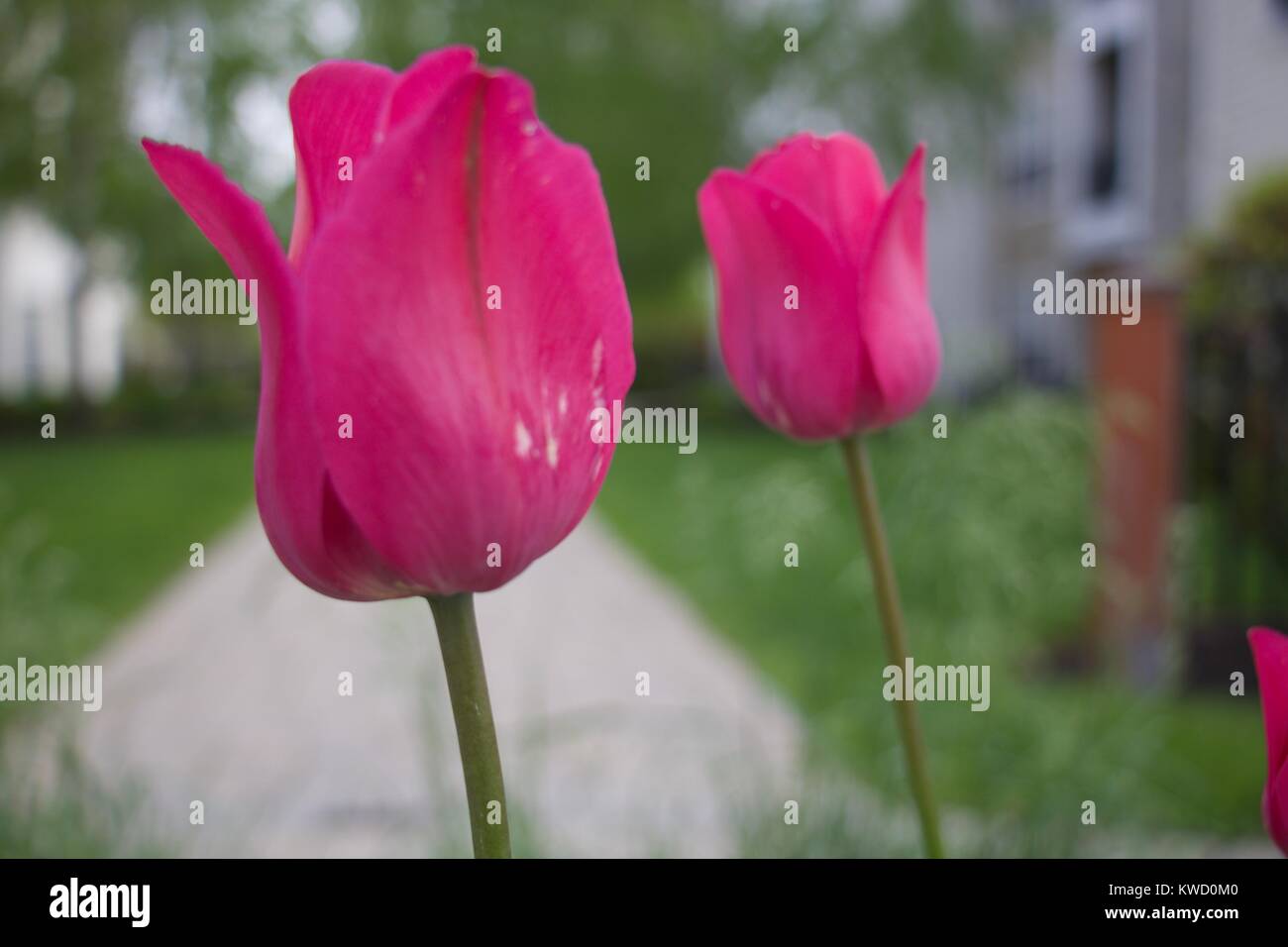Pink Tulip Foto Stock